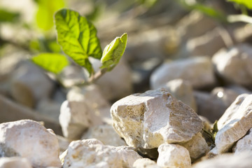 Macro white stones and green leaf