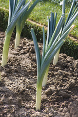 poireaux du jardin