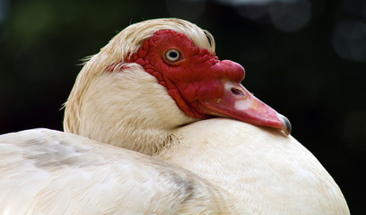 Fototapeta premium Goose