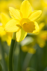 yellow narcissus