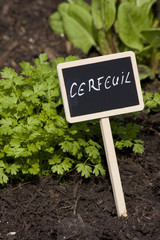 cerfeuil