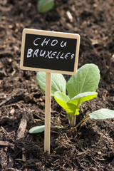 chou de bruxelles