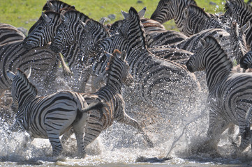 Fototapeta na wymiar Zebras in alarm at a waterhole