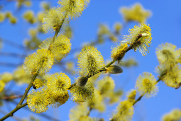 Weidenkätzchen - catkin 42