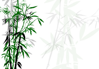Fototapeta na wymiar Bambous vert