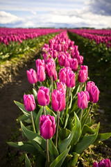 Pink tulips