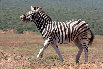 Obraz na płótnie Canvas Zebra Scenting Air