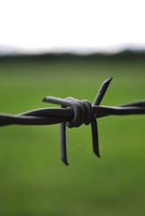 barbed wire
