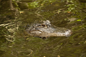 Alligator with Rreflections