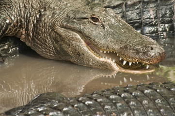Alligators Closeup