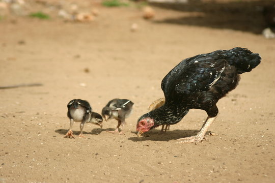 Famiglia Polli