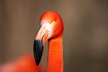 The Cuban Flamingo In Zoo