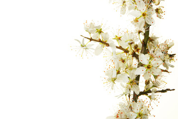 Obraz na płótnie Canvas Blackthorn blossom