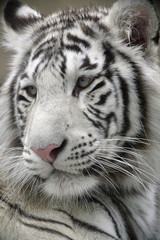 Fototapeta na wymiar White Tiger Portret Close Up