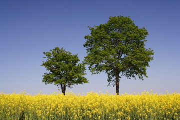 Rapsfeld und zwei Bäume