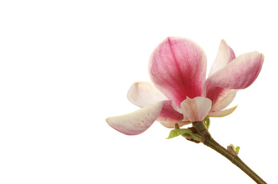Fototapeta Magnolia with space