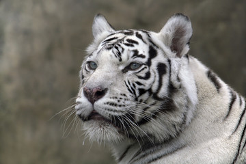 Obraz na płótnie Canvas White Tiger Zamknij Portret