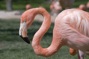 pink flamingo1