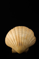 scallop shell. Pecten jacobeus