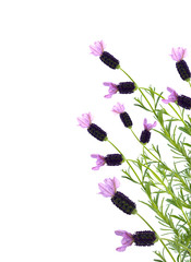 Lavendel - Hintergrund