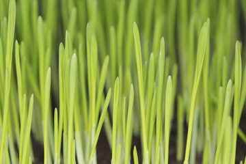Fototapeta na wymiar Barley seedlings