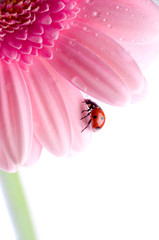 Ladybird on flower