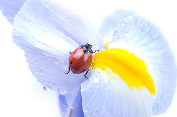 Ladybird on flower