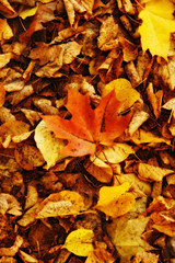 golden fall, yellow leaves carpet