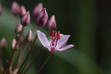 a macro of one peace of a swan flower