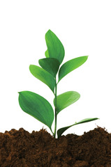 Seedlings illustrating the concept of new life