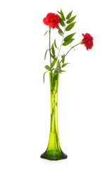 Red carnation isolated on the white background