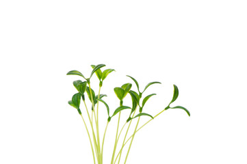 Green saplings isolated on the white background