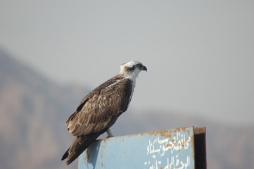 eagle