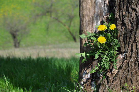 tarassaco taraxacum officinale primavera fiori fitoterapia