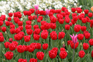 Tulips in spring garden
