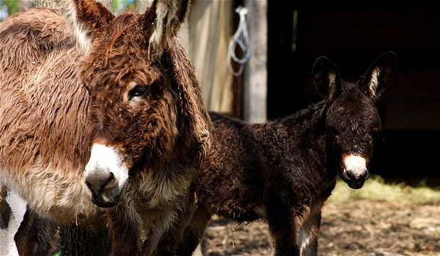 cucciolo