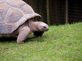 Ginat tortoise walking on grass head detail