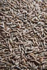 oat
