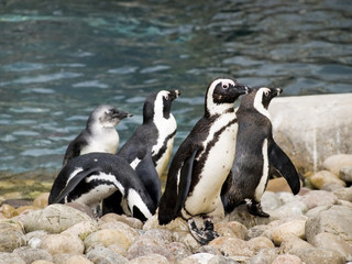 Fototapeta premium Group of penguins playing against the shore line