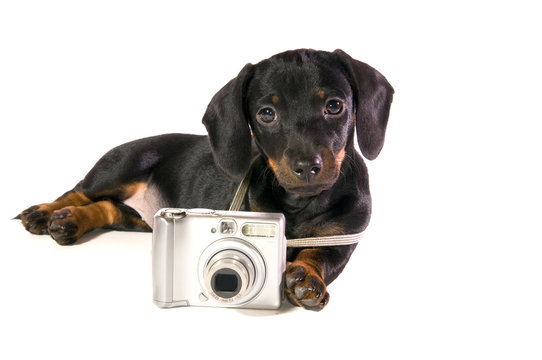 dog Lays with a camera