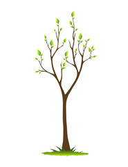 Tree in Spring