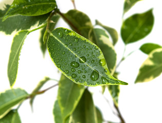 Ficus leaf on white background