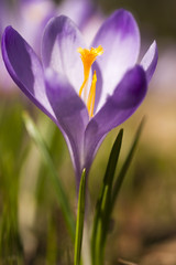 Crocus heuffelianus