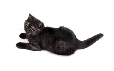 Cute black britain kitty isolated on white background.
