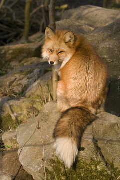 Rotfuchs (Vulpes vulpes)