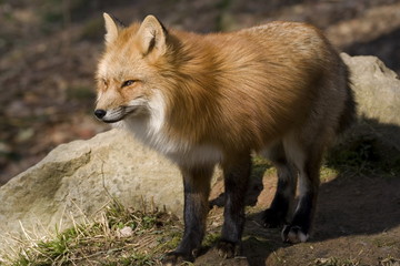 Rotfuchs (Vulpes vulpes)