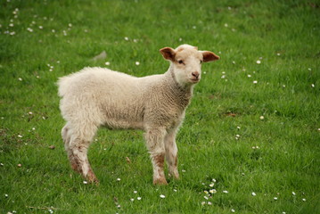 Naklejka na ściany i meble Lamb on the grass