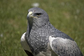 águila escudada3