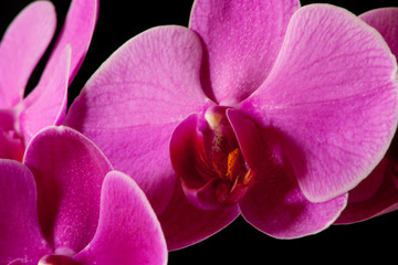 Orchidee rosa auf schwarz Makro
