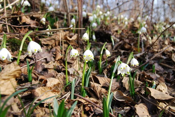 Snowdrop Flowers